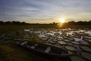 Olhos do Pantanal_por do sol com vitorias regia
